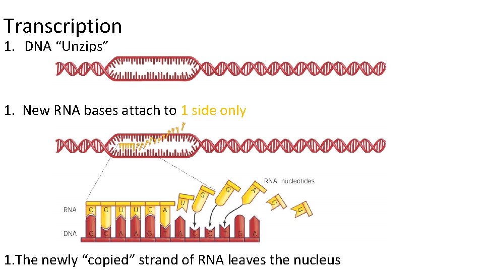 Transcription 1. DNA “Unzips” 1. New RNA bases attach to 1 side only 1.