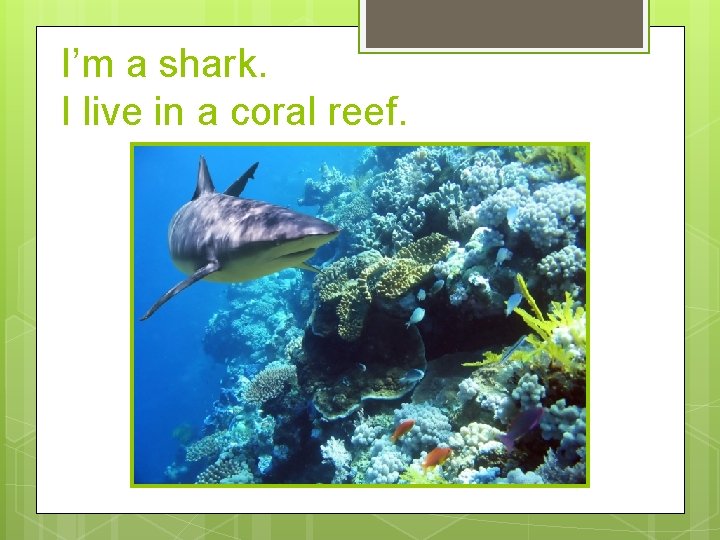 I’m a shark. I live in a coral reef. 