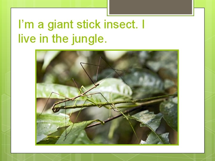 I’m a giant stick insect. I live in the jungle. 