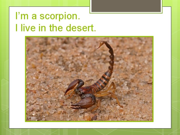 I’m a scorpion. I live in the desert. 