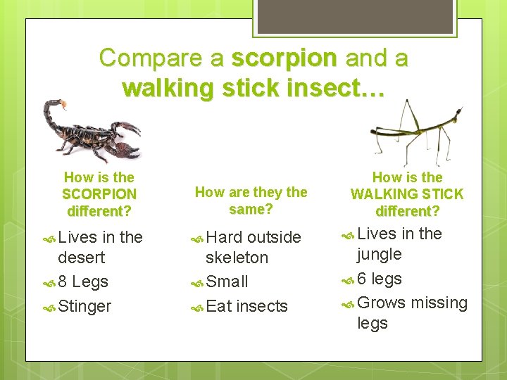 Compare a scorpion and a walking stick insect… How is the SCORPION different? different