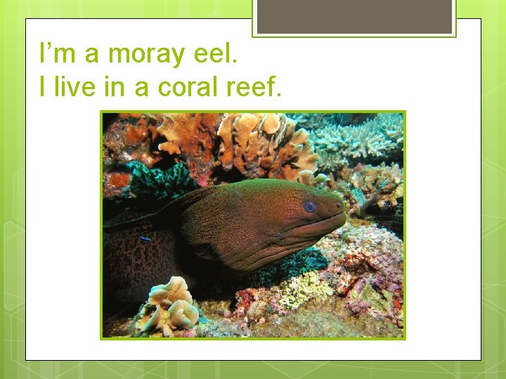 I’m a moray eel. I live in a coral reef. 