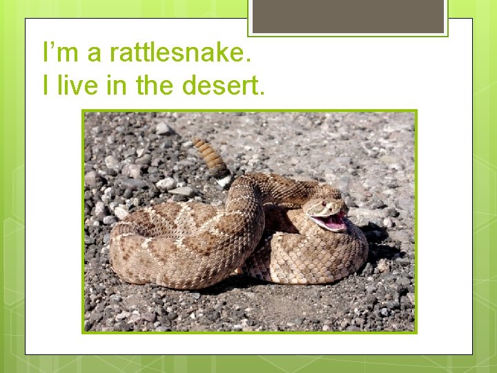 I’m a rattlesnake. I live in the desert. 