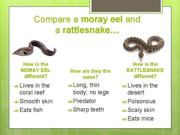 Compare a moray eel and a rattlesnake… How is the MORAY EEL different? different