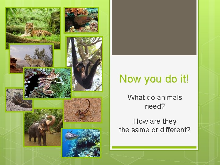 Now you do it! What do animals need? How are they the same or