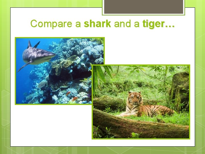 Compare a shark and a tiger… 