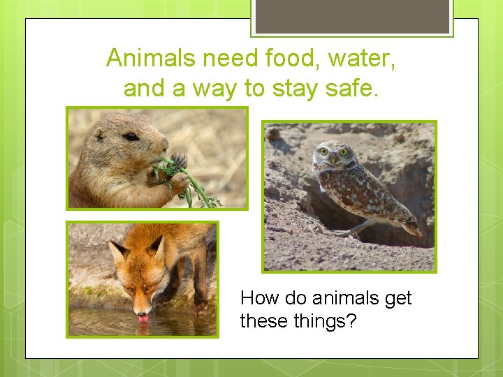 Animals need food, water, and a way to stay safe. How do animals get