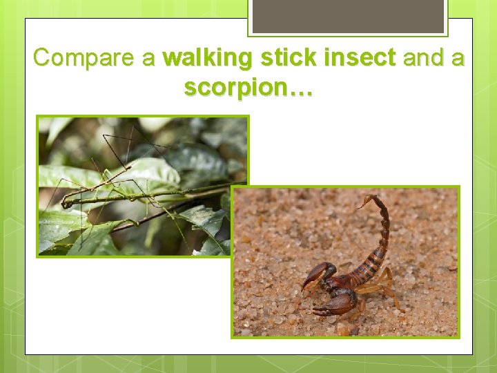 Compare a walking stick insect and a scorpion… 