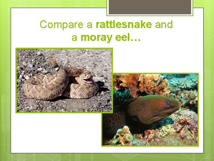 Compare a rattlesnake and a moray eel… 