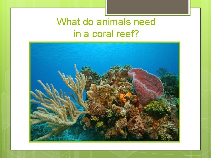 What do animals need in a coral reef? 