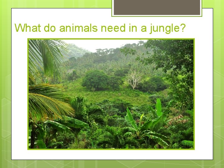 What do animals need in a jungle? 