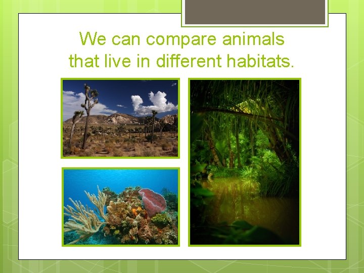 We can compare animals that live in different habitats. 