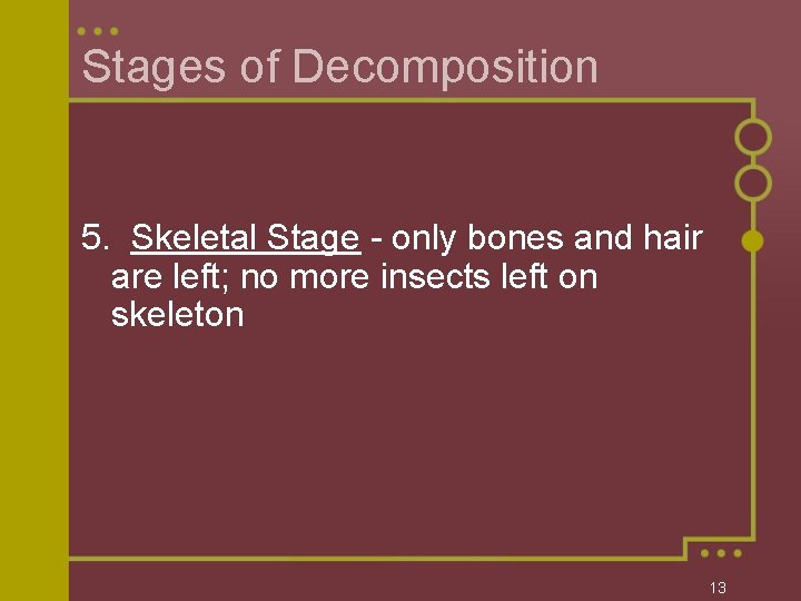Stages of Decomposition 5. Skeletal Stage - only bones and hair are left; no
