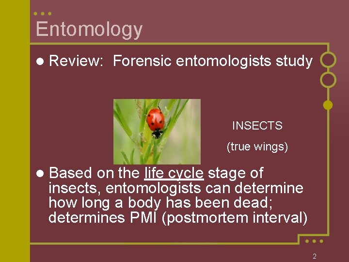 Entomology l Review: Forensic entomologists study INSECTS (true wings) l Based on the life