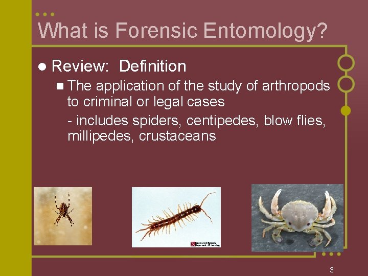 What is Forensic Entomology? l Review: Definition n The application of the study of