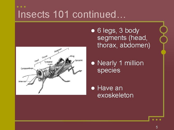 Insects 101 continued… l 6 legs, 3 body segments (head, thorax, abdomen) l Nearly Insects 101 continued… l 6 legs, 3 body segments (head, thorax, abdomen) l Nearly