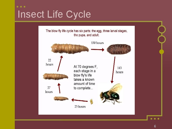 Insect Life Cycle 6 