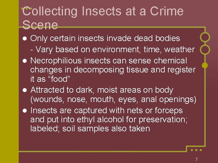 Collecting Insects at a Crime Scene Only certain insects invade dead bodies - Vary