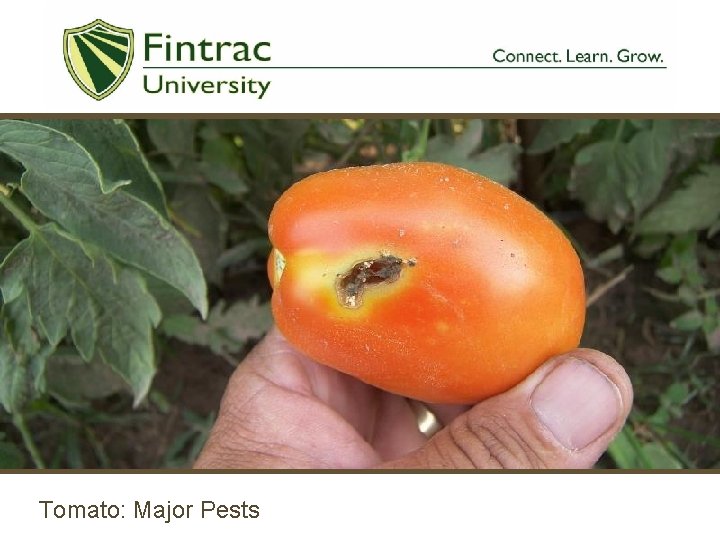 Tomato: Major Pests 
