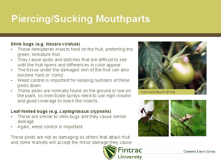 Piercing/Sucking Mouthparts Stink bugs (e. g. Nezara viridula) • These hemipteran insects feed on