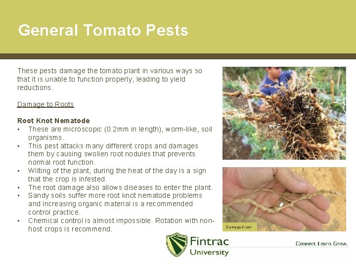 General Tomato Pests These pests damage the tomato plant in various ways so that