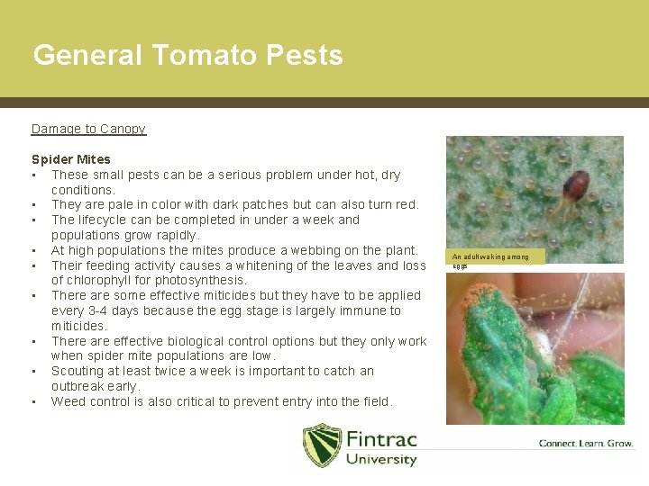 General Tomato Pests Damage to Canopy Spider Mites • These small pests can be