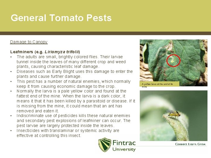 General Tomato Pests Damage to Canopy Leafminers (e. g. Liriomyza trifolii) • The adults