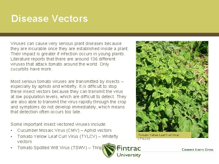 Disease Vectors Viruses can cause very serious plant diseases because they are incurable once