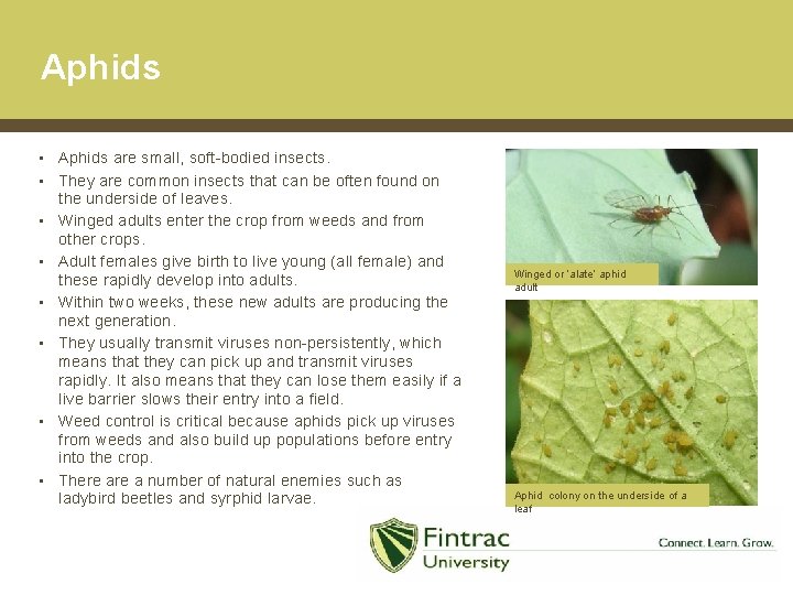 Aphids • Aphids are small, soft-bodied insects. • They are common insects that can