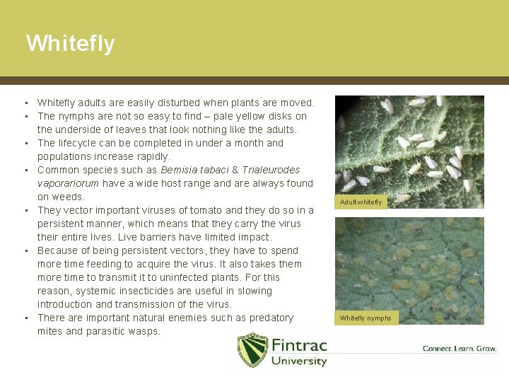 Whitefly • Whitefly adults are easily disturbed when plants are moved. • The nymphs