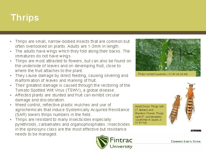 Thrips • Thrips are small, narrow-bodied insects that are common but often overlooked on