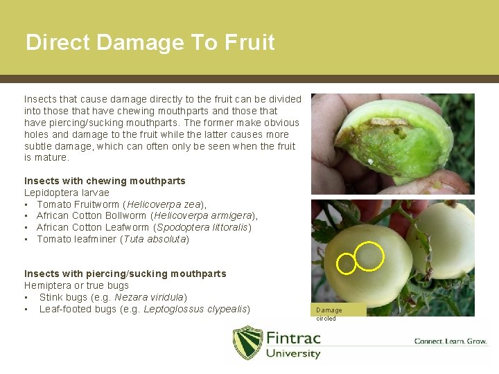 Direct Damage To Fruit Insects that cause damage directly to the fruit can be