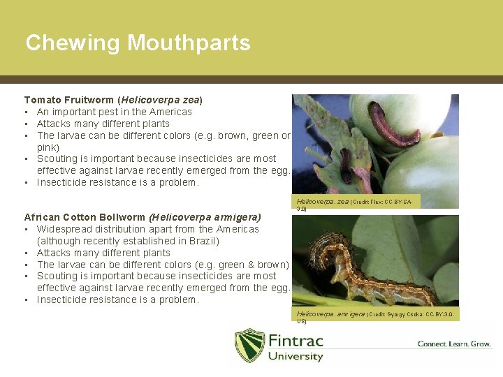 Chewing Mouthparts Tomato Fruitworm (Helicoverpa zea) • An important pest in the Americas •