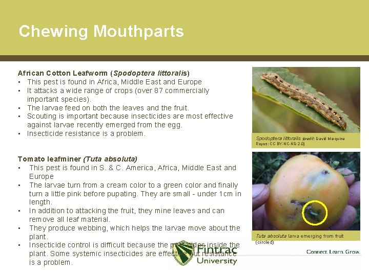 Chewing Mouthparts African Cotton Leafworm (Spodoptera littoralis) • This pest is found in Africa,