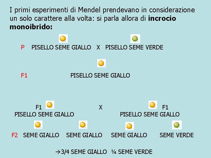 I primi esperimenti di Mendel prendevano in considerazione un solo carattere alla volta: si