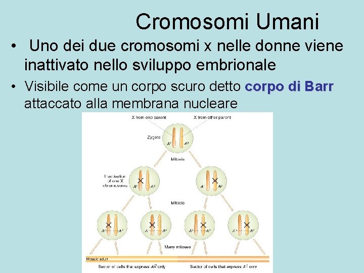 Cromosomi Umani • Uno dei due cromosomi x nelle donne viene inattivato nello sviluppo