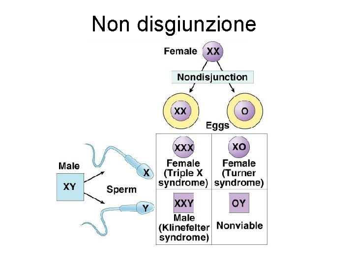 Non disgiunzione 