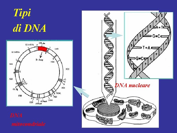 Tipi di DNA nucleare DNA mitocondriale 