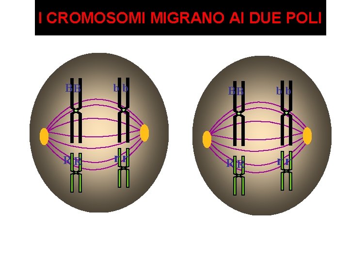 I CROMOSOMI MIGRANO AI DUE POLI BB bb RR rr 