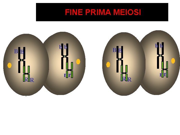 FINE PRIMA MEIOSI BB RR bb rr 