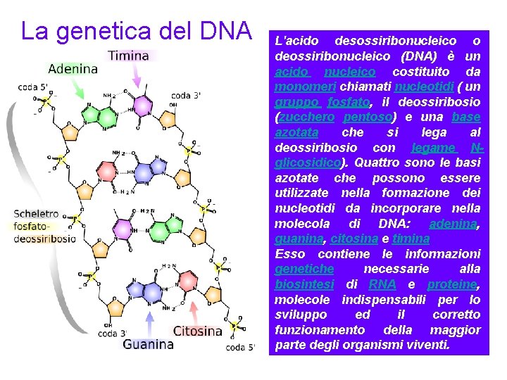 La genetica del DNA L'acido desossiribonucleico o deossiribonucleico (DNA) è un acido nucleico costituito