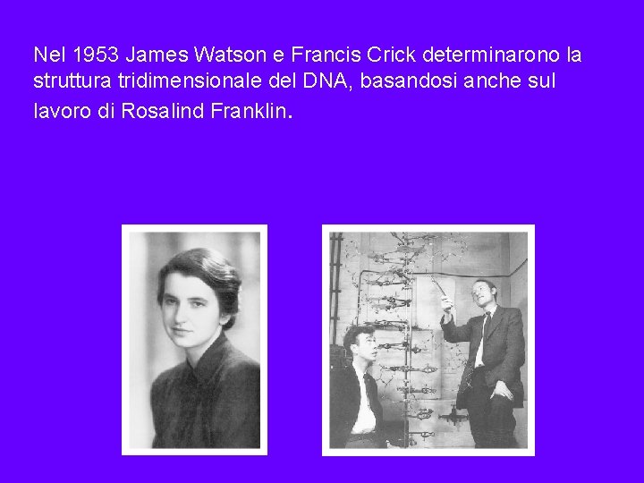 Nel 1953 James Watson e Francis Crick determinarono la struttura tridimensionale del DNA, basandosi