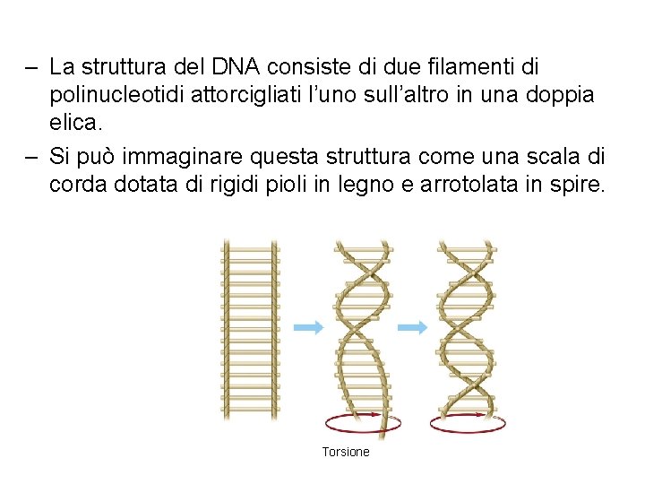– La struttura del DNA consiste di due filamenti di polinucleotidi attorcigliati l’uno sull’altro