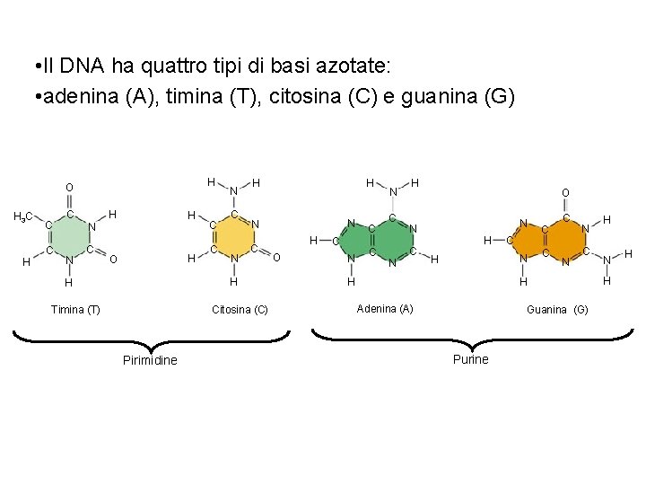 • Il DNA ha quattro tipi di basi azotate: • adenina (A), timina