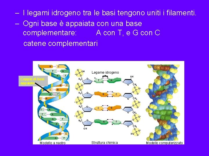 – I legami idrogeno tra le basi tengono uniti i filamenti. – Ogni base