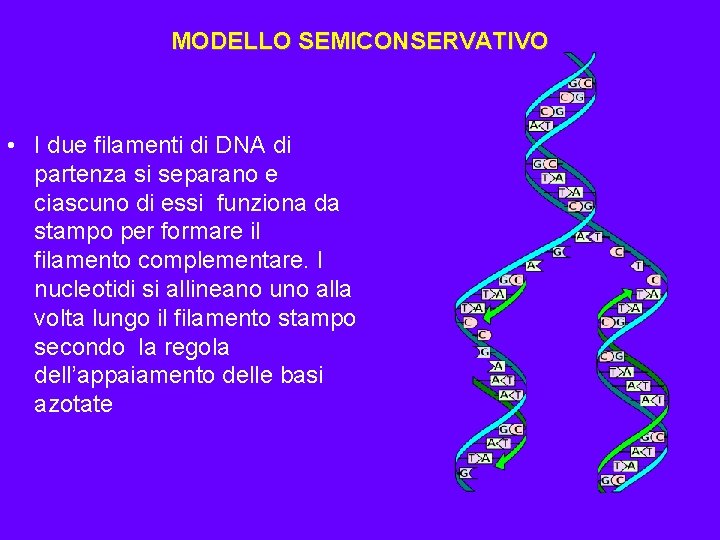 MODELLO SEMICONSERVATIVO • I due filamenti di DNA di partenza si separano e ciascuno