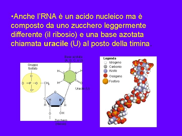  • Anche l’RNA è un acido nucleico ma è composto da uno zucchero