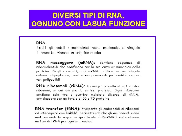 DIVERSI TIPI DI RNA, OGNUNO CON LASUA FUNZIONE 