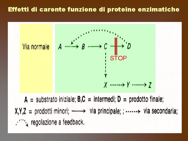 Effetti di carente funzione di proteine enzimatiche STOP 