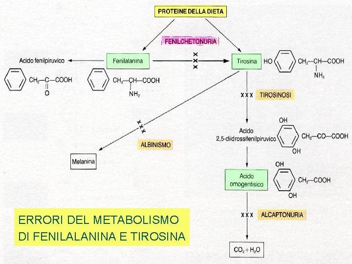 ERRORI DEL METABOLISMO DI FENILALANINA E TIROSINA 